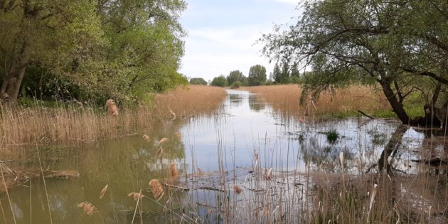 Die Vielfalt von Flora und Fauna genießen – das funktioniert bestens bei einem Spaziergang am Altrhein. Foto: oh