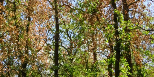 Sommerlicher Laubabwurf einer Eiche. Foto: Jörg Kaffenberger, HessenForst
