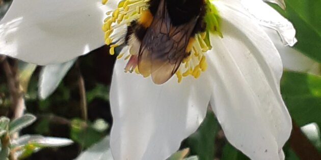 Neben Zwiebelblühern helfen auch die früh blühenden Christrosen Hummeln und anderen Wildbienen nach dem langen Winter, fehlende Energie zu tanken. Foto: oh