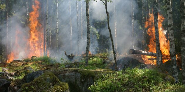 Die Waldbrandgefahr in Hessen ist aufgrund der Regenfälle der letzten Tage zunächst gebannt. Foto: www.pixabay.com