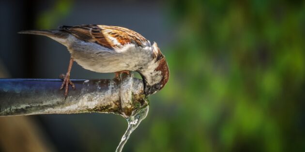 Die Grundwasserbewirtschaftung im Ried soll dem Klimawandel angepasst werden – zum Wohl von Mensch und Natur. Foto: www.pixabay.com