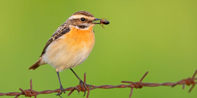 Wurde zum Vogel des Jahres gewählt: Das Blaukehlchen. Foto: NABU/Mathias Schäf
