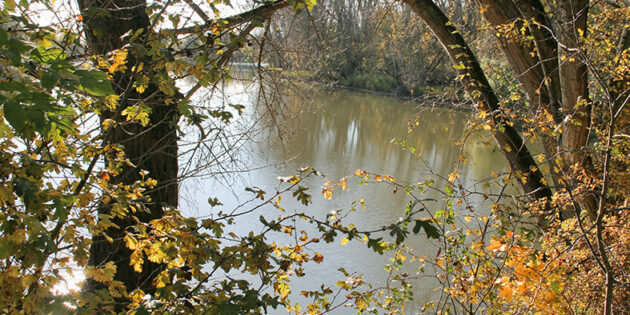„Biedensand-Waldforscher“ im Auwald 