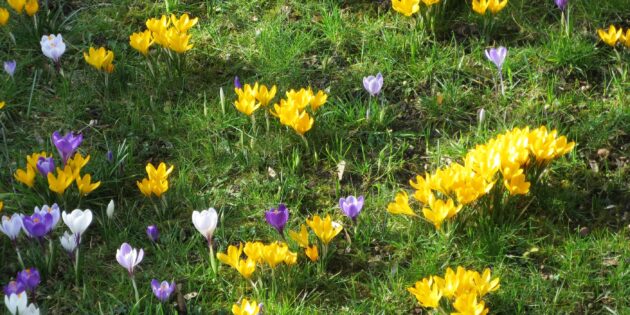 Blumenzwiebelpflanzaktion im Quartier 