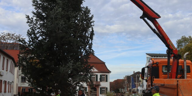 Der Weihnachtsbaum auf dem Europaplatz ist das erste sichtbare Zeichen der nahenden Vorweihnachtszeit – am 1. und 2. Adventswochenende lädt Lampertheim zum Weihnachtsmarkt rund um die Domwiese ein. Foto: Benjamin Kloos