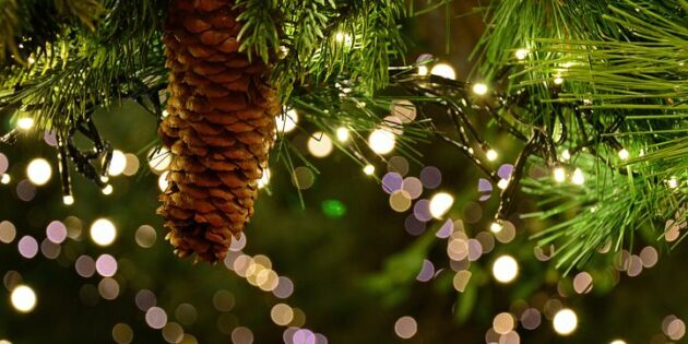 Weihnachtsmarkt der ASV Rotfeder 1964 und der Bürgergemeinschaft Hofheim 