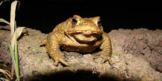 Koordinator*in für Amphibienschutz gesucht!