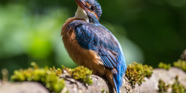 Ein Eisvogel-Weibchen. Foto: Herwig Winter