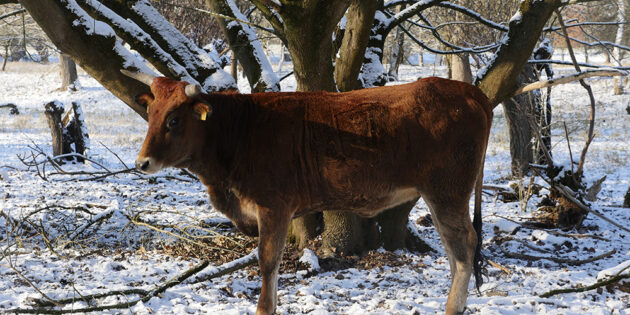 Frieda ist der Name des jüngsten Mitgliedes der  Großrind-Herde, die auf der Hammer Aue bei Groß-Rohrheim grast. Foto: Geo-Naturpark 