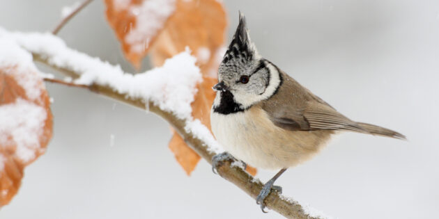 In Nadelwäldern, aber auch in nadelholzreichen Parkanlagen und Gärten fühlt sich die Haubenmeise wohl. Kann sie zur NABU-Aktion „Stunde der Wintervögel“ gesichtet werden? Foto: F. Derer/NABU