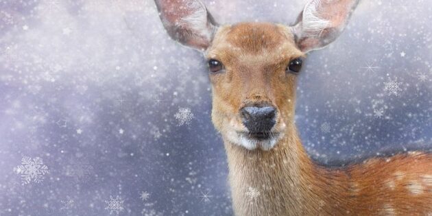Silvester: So kommen Wildtiere gut ins neue Jahr