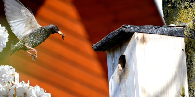 Künstliche Nisthilfen sind ein wichtiger Bestandteil für den Schutz der heimischen Vogelwelt. Foto: www.pixabay.com