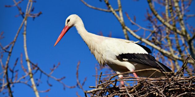 Wie viele Störche überwintern in Hessen statt in den warmen Süden zu fliegen? Dieser Frage geht der NABU nach und ruft daher zur Zählung auf. Foto: oh