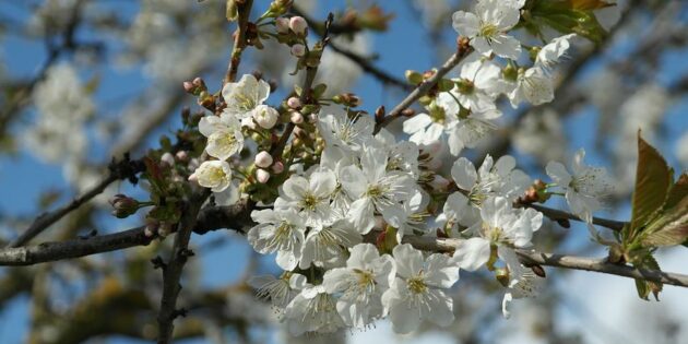 Winterschnittkurs für Obstbäume