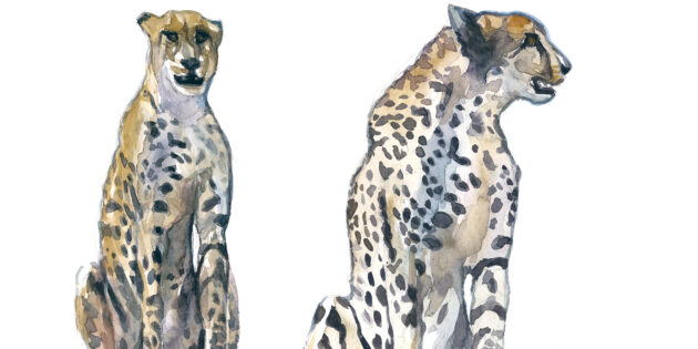 Aquarell „Geparden bei Letaba“ von Uli Ehret. Foto: oh