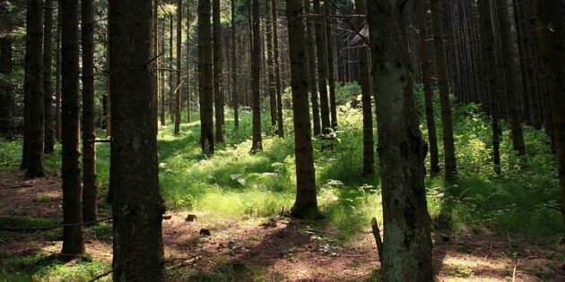 Beim Waldbaden die Schöpfung erleben