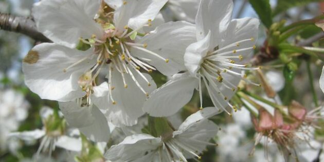 Winterschnittkurs in Biblis