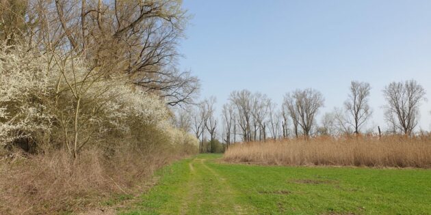 Biedensand, an der Heegwasserwiese. Foto: Andrea Hartkorn
