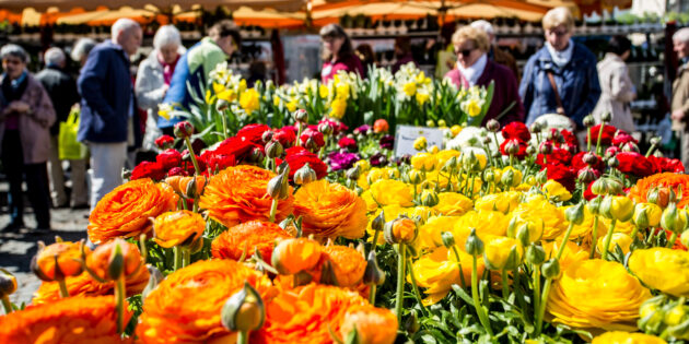 Bei „Worms blüht auf” hält der Frühling in der Nibelungenstadt Einzug. Foto: Bernward Bertram