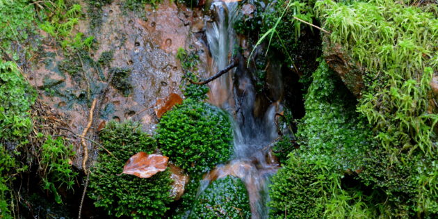 Ohne Wasser kein Wald – und ohne Wald kein sauberes Trinkwasser. Foto: A. Schilling, HessenForst