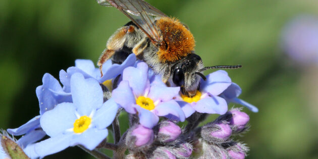 Kinder, Jugendliche und Erwachsene sind zur Teilnahme am Deutschland summt!-Pflanzwettbewerb aufgerufen, um Insekten wie die Sandbiene (Andrena haemorrhoa) zu schützen. Foto: Hans-Jürgen Sessner