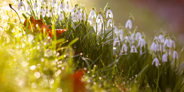 Schneeglöckchen sind erste Frühlingsboten. Foto: Francis NABU/Vitalia Cuéllar Cassaretto de Kissel