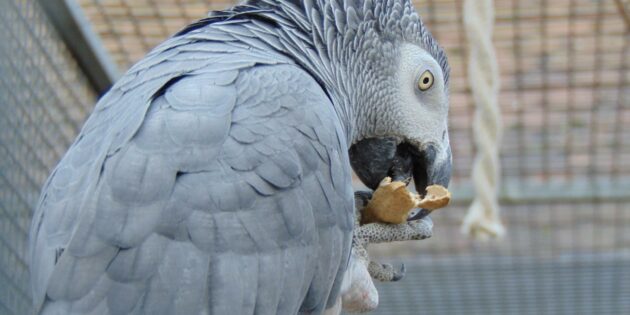 Die Vögel im Vogelpark brauchen täglich ihr Futter und frisches Wasser, dafür sorgt Futterwart Klaus Kögler, der sich auf neue Kollegen zur Entlastung freut. Foto: oh