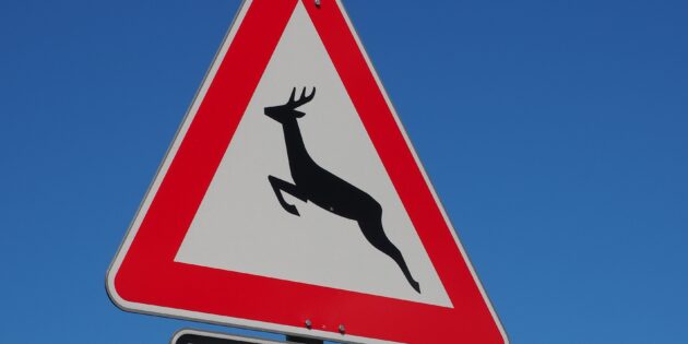 Achtung Wildwechsel – gerade mit der Umstellung auf die Sommerzeit steigt das Risiko für Wildunfälle. Foto: www.pixabay.com