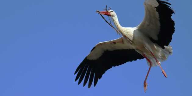 Storch im Anflug – das Nest wird für den Nachwuchs vergrößert. Foto: Hannelore Nowacki