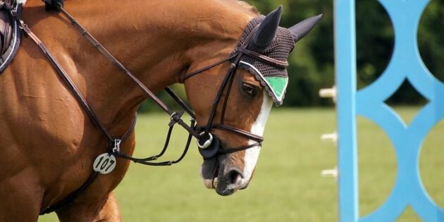 Traditionsreiches Spring-Reitturnier mit über 1.000 Nennungen
