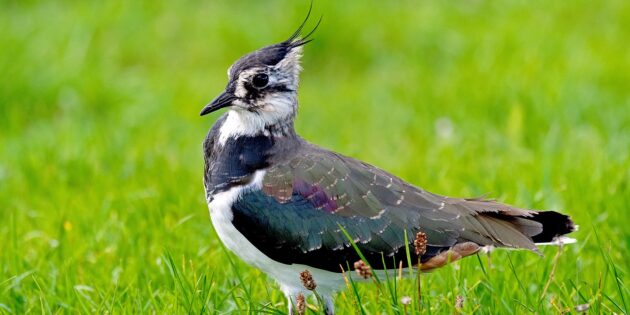 NABU-Vogelstimmenexkursion in Riedrode