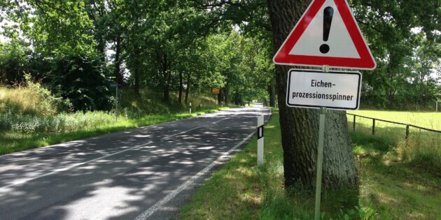 In den kommenden Wochen werden im Stadtgebiet Lampertheim Eichenbäume gegen die Raupen des Eichenprozessionsspinners behandelt. Foto: www.pixabay.com
