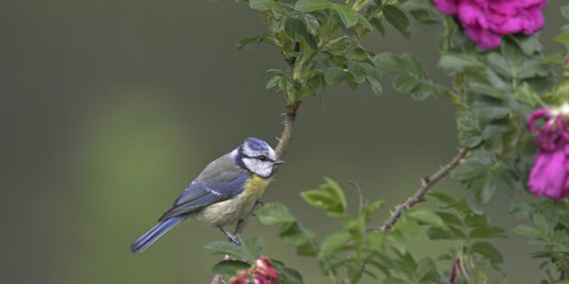 Vom 12. bis 14. Mai gilt es wieder, Gartenvögel wie die Blaumeise zu zählen. Foto: NABU/Frank Hecker
