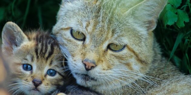 Mit etwas Glück kann man die Wildkatze bei einem Spaziergang beobachten. Foto: Thomas Stephan / BUND