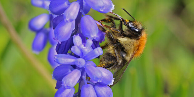 Die Ackerhummerl (Bombus pascuorum) ist gerne gesehener Gast in Gärten. Foto: Hans-Jürgen Sessner