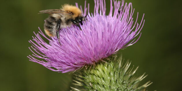 Hummel auf Gewöhnlicher Kratzdistel. Foto: NABU/Helge May