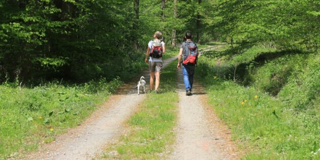 Abkühlung gefällig?
 
HESSEN: Laubwälder können Auswirkungen des Klimawandels abmildern / Komplexe Wechselwirkungen
 
Die kühlende Wirkung von Wäldern ist deutlich spürbar: Bis zu 4°C kann der Unterschied zwischen Wald und Freifläche betragen. Forschende aus der Schweiz haben jedoch herausgefunden, dass nicht jeder Waldtyp den gleichen Kühlungseffekt hat. In Hitzephasen reduzieren Laubbäume die Oberflächentemperatur deutlich stärker als Nadelbäume. Gemäß den Studienergebnissen der Forscherteams liegt die Oberflächentemperatur von Laubwäldern zwischen 0,5°C und 1,8°C niedriger als die Temperatur von Nadelwäldern. Ein Grund hierfür ist, dass Laubbäume mehr Sonnenlicht reflektieren als Nadelbäume. Dadurch gelangt weniger Sonnenenergie auf den Boden. Zudem verdunsten Laubbäume mehr Wasser, was für zusätzliche Kühlung sorgt. Den Effekt kennt jeder, der an einem heißen Tag schon einmal an einem Springbrunnen vorbeigelaufen ist.
Mehr Laubwälder zur Abmilderung der Klimaerwärmung?

Ein hoher Laubbaumanteil in unseren Wäldern kann sinnvoll sein, um die Auswirkungen der Klimaerwärmung durch Kühleffekte abzumildern. Im hessischen Staatswald liegt der Anteil der reinen Laubwälder derzeit bei knapp 42 Prozent. Neben ihrer kühlenden Wirkung sind Laubbäume auch resistenter gegen Schädlingsbefall, bieten höheren Waldbrandschutz und sind aufgrund ihres oft tief in die Erde ragenden Wurzelwerks weniger sturmanfällig als manche Nadelbaumarten.

Komplexe Wechselwirkungen zwischen Klima und Ökosystemen

Die Wechselwirkungen zwischen Klima und Ökosystemen sind allerdings komplex. Daher gilt es, bei Maßnahmen zum Waldumbau oder Wiederaufforstung auch Aspekte der Artenvielfalt und die sich verändernden Standortbedingungen zu berücksichtigen. Auch gilt es, dem Auftrag der nachhaltigen Rohstoffgewinnung gerecht zu werden. Viele Laubbaumarten wachsen deutlich langsamer und speichern daher weniger CO2 als Nadelbaumarten wie Tanne oder Douglasie. Andere Laubbaumarten wiederum kommen weniger gut mit Trockenheit zurecht. Für eine Risikovorsorge, die die Bandbreite an klimabedingten Risiken abdeckt und die vielfältigen Funktionen des Waldes in der Gesellschaft erfüllen kann, sind Mischwälder von besonderer Bedeutung.

Die Mischung macht‘s

„Unser Ziel ist die Entwicklung von klimastabilen Mischwäldern mit vier bis fünf Baumarten in jedem Waldbestand“, erklärt Dr. Johannes Weidig, Leiter des Sachbereichs Waldbau, Klimaschutz und Klimaanpassung im Landesbetrieb HessenForst. Bei der Wiederbewaldung seien seit 2018 auf über der Hälfte der Flächen, also etwa 3.500 Hektar, Laubbäume gepflanzt worden. „Dabei muss man berücksichtigen, dass auf selber Fläche zuvor nahezu 100 Prozent Fichte stand,“ gibt Weidig zu Bedenken. Heute sind rund ein Viertel des hessischen Staatswaldes Mischbestände mit einem Laubbaumanteil zwischen 20 und 80 Prozent. Langfristiges Ziel des Landesbetriebs ist es, im gesamten hessischen Staatswald Mischwälder zu entwickeln. Ein besonders überraschender Effekt nämlich ist, dass Bäume in Mischwäldern stärker wachsen. Studien haben gezeigt, dass insbesondere die Mischung von Laub- und Nadelbäumen zu einem höheren Zuwachs von bis zu 30 Prozent im Vergleich zu Reinbeständen führen können. Erhöhte Wachstumsraten sind dabei sowohl für Laubbäume wie beispielsweise die Buche als auch für Nadelbäume wie die Lärche zu verzeichnen. Das bedeutet, dass in Mischwäldern mehr Holz Kohlenstoff gespeichert werden kann als in Reinbeständen. zg


BU: Wer an heißen Sommertagen Sport treibt oder Erholung sucht, weiß schattige Wälder zu schätzen. Foto: Martin Mahrenholz/HessenForst