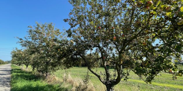 Gelbe Bänder zieren die Obstbäume entlang der alten B47 Richtung Bürstadt. Hier dürfen die Früchte geerntet werden.  Foto: Steffen Heumann