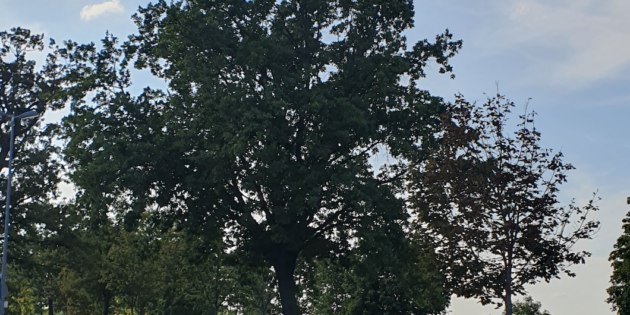 Für den erhalt möglichst vieler Bäume in Bürstadt: Der Agendatisch Naturschutz und der NABU rufen für Montag um 16 Uhr zu einer Demonstration auf. Foto: NABU Bürstadt