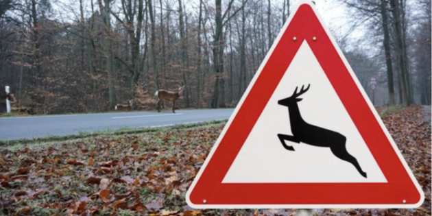 Mit der Zeitumstellung fällt die Dämmerungszeit, in der sich die heimischen Wildtiere auf Nahrungssuche begeben, wieder in die Hauptverkehrszeit. Der ADAC rät besonders vorsichtig zu fahren.  Foto: ADAC/Adobe Stock