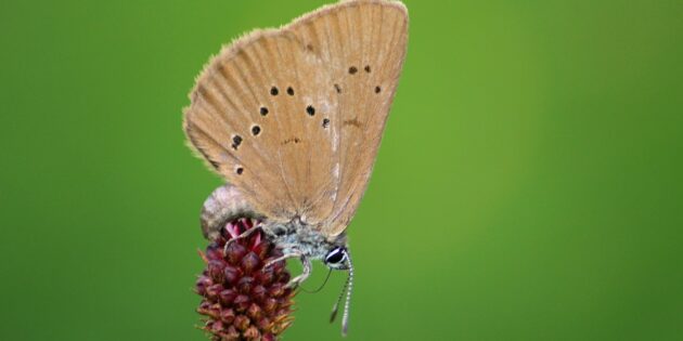 Der Dunkle Wiesenknopf-Ameisenbläuling (Phengaris nausithous) ist besonders durch ungünstige Landnutzung im Grünland gefährdet. Foto: Siegfried Winkler