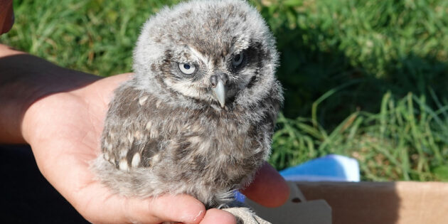 Der Zoo Heidelberg unterstützt zahlreiche Artenschutzprojekte. Foto: BUND OV Dossenheim