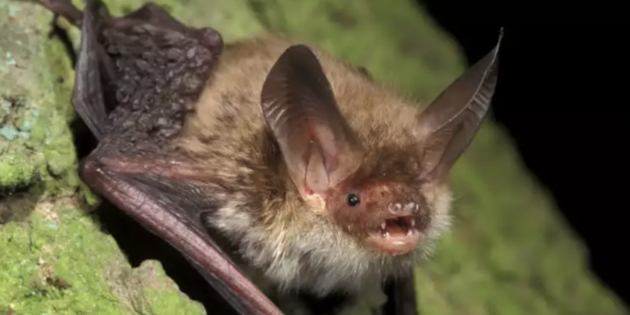 Liebt Baumhöhlen: die Bechsteinfledermaus. Foto: Marko König
