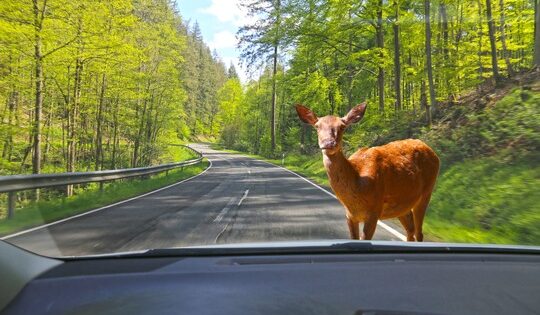 Symbolbild: Gefahr durch Wildwechsel (Composing)